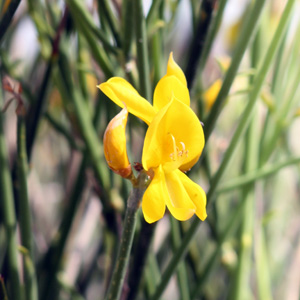 Flower in St. Jean Cap Ferrat (France法國）