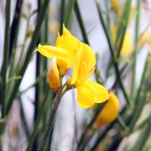 Flower in St. Jean Cap Ferrat (France法國）