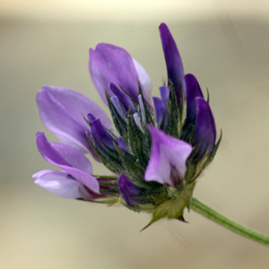 Wild flower in St. Jean Cap Ferrat (France法國）