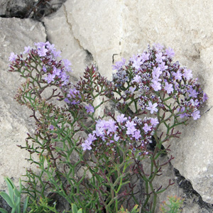 Wild flowers in St. Jean Cap Ferrat (France法國）