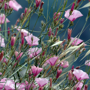 Wild flower in St. Jean Cap Ferrat (France法國）