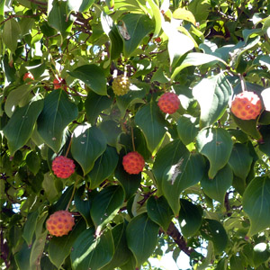 Himalayan strawberry-tree (Cornus capitata) 雞素子
