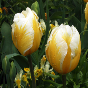 Triumph Tulip - Alfred Heineken