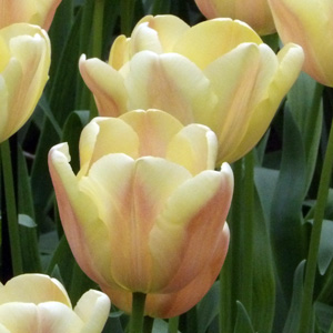 Triumph Tulip - Apricot Foxx