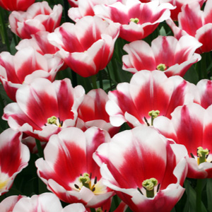 Triumph Tulip - Dutch Design