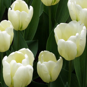 Triumph Tulip - Green Spirit