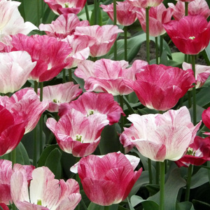 Triumph Tulip - Hemisphere