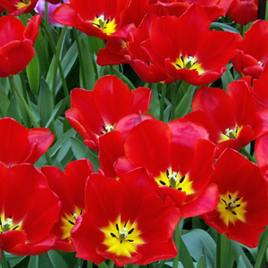 Triumph Tulip - Vesna