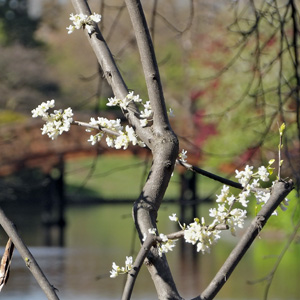 Eastern redbud (Cercis canadensis f. alba 'Royal White') 白色紫荊 from Missouri botanical garden in St. Louis. 