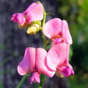 Everlasting-pea (Lathyrus latifolius) 宿根香豌豆