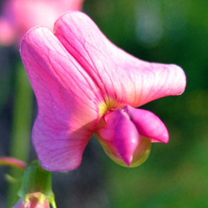 Everlasting-pea (Lathyrus latifolius) 宿根香豌豆