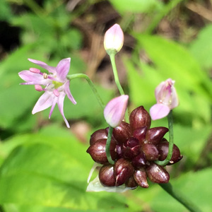 Wild flower in Illinois