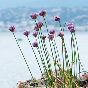 Wild Onion Flower 野蔥花 (France法國）