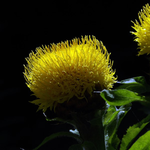 Bighead knapweed (Centaurea macrocephala) 大花矢車菊