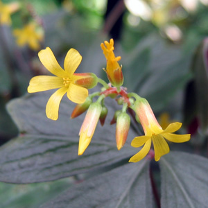 Tree oxalis (Oxalis ortgesii) 黃花酢漿草