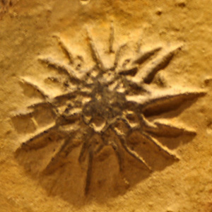 Ediacaran sea life