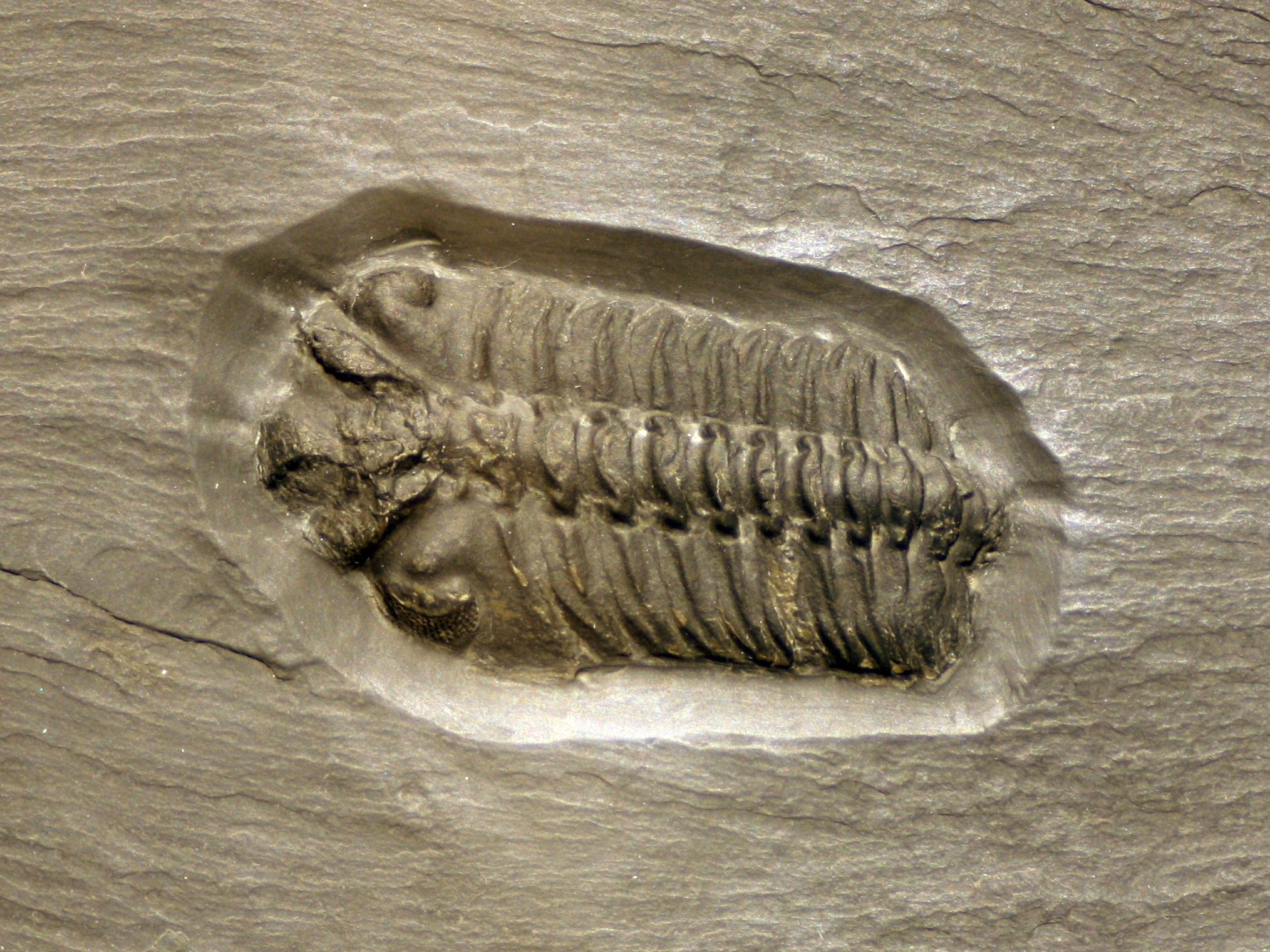 trilobites三叶虫