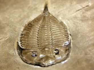 Trilobites