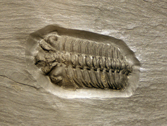 Trilobites