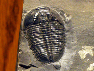 Trilobites