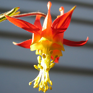 Red Columbine (紅色耬斗菜)