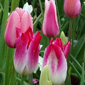 Tulips in Amsterdam, at the zoo