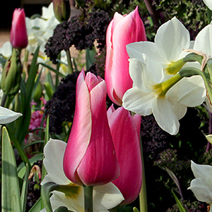 Pink tulips in Amsterdam, at the zoo