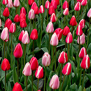 Masses of tulips in Keukenhof Gardens in the Netherlands (April, 2015).