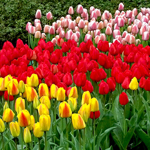 Masses of tulips in Keukenhof Gardens in the Netherlands (April, 2015).