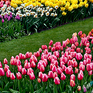 Masses of tulips in Keukenhof Gardens in the Netherlands (April, 2015).