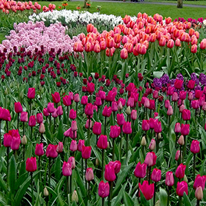 Masses of tulips in Keukenhof Gardens in the Netherlands (April, 2015).