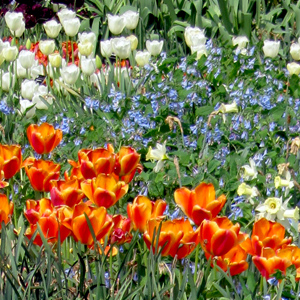 Flowers in the Missouri Botanical Garden