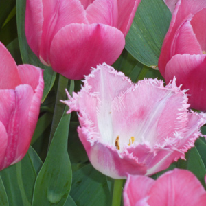 Flowers in the Missouri Botanical Garden