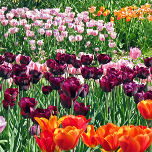 Queen of Night tulips and other varieties in beds at the Missouri Botanical Garden