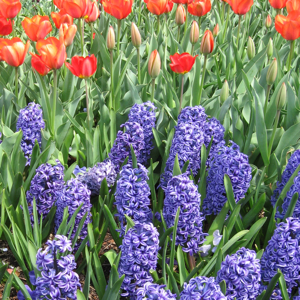 Hyacinths and tulips in the sunlight