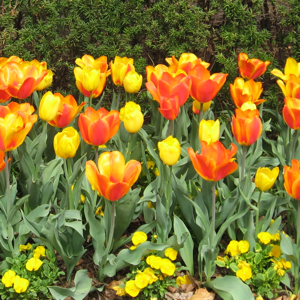 Hyacinths and tulips in the sunlight