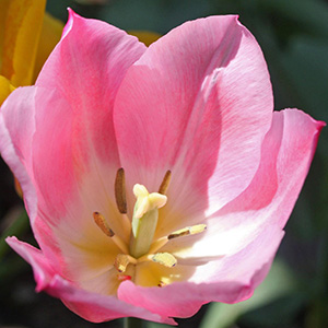 Tulips in Springfield, Illinois.