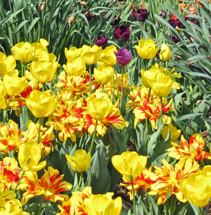 Yellow tulips