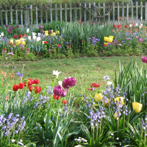 Tulips in Colonial Williamsburg