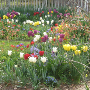 Tulips in Colonial Williamsburg