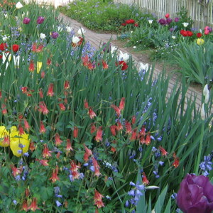 Tulips in Colonial Williamsburg