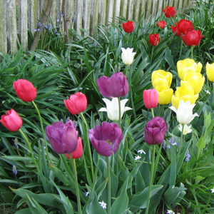 Tulips in Colonial Williamsburg