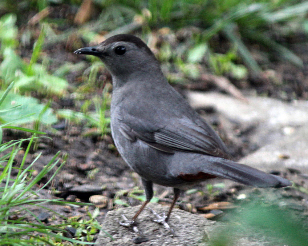 Catbird in our backyard looks over its shoulder