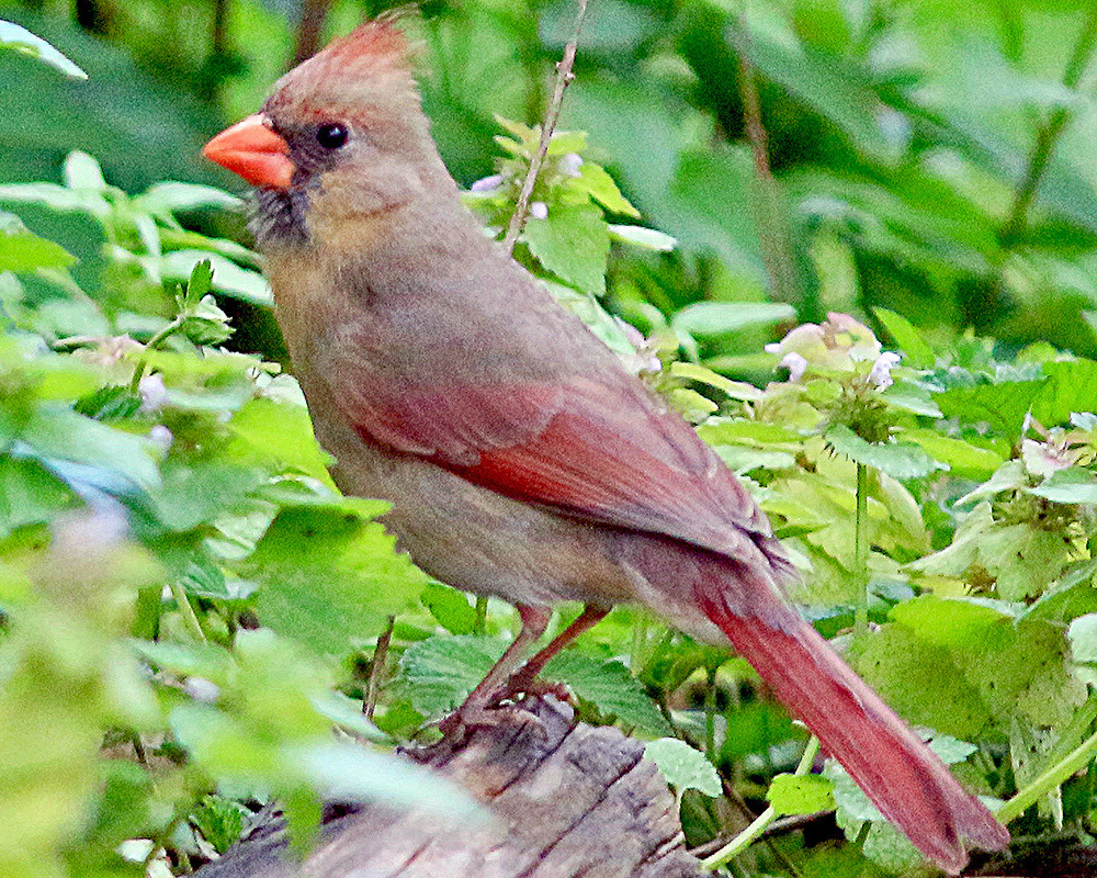 A female cardinal poses in profile as she looks up at our house
