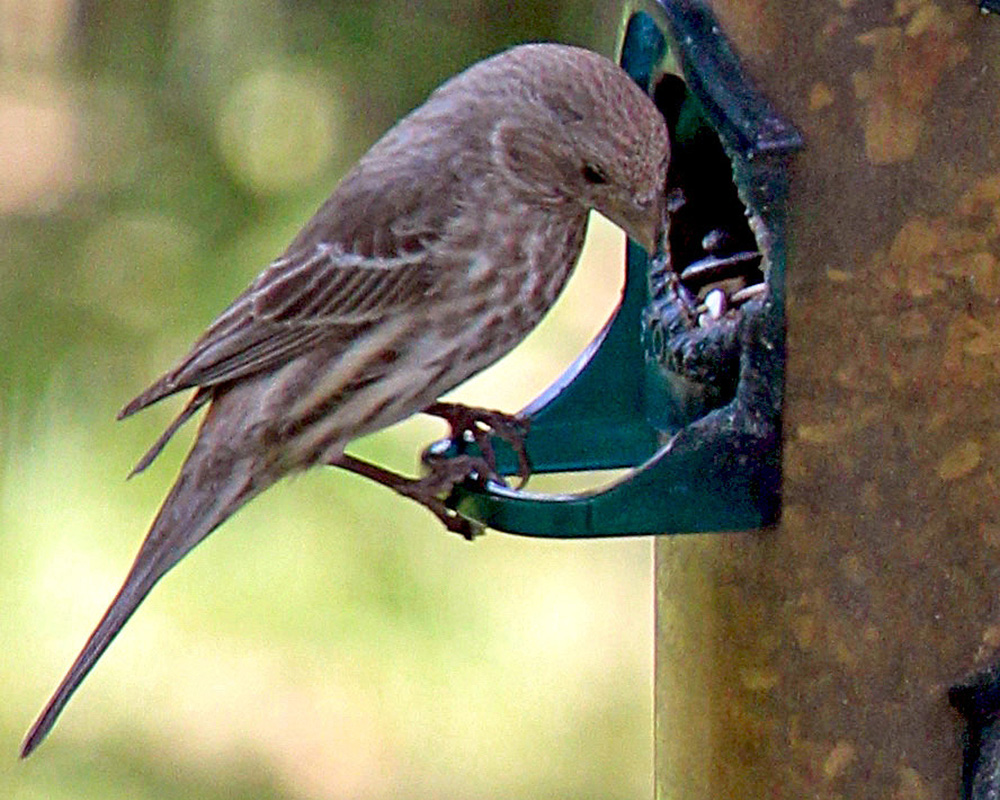 Female and male finch eating out our bird feeder