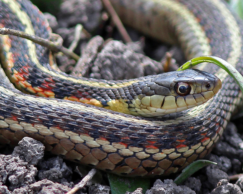 A Garter Snake lies on the warm dirt