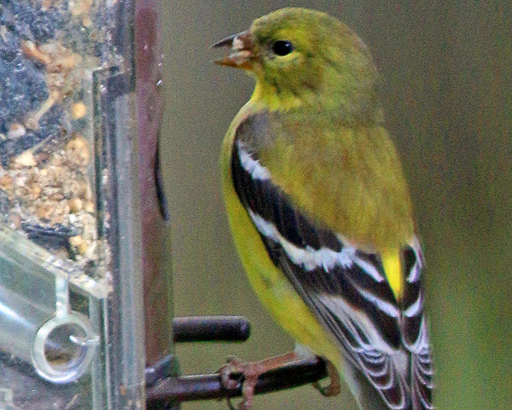A female goldfinch takes seeds from a birdfeeder
