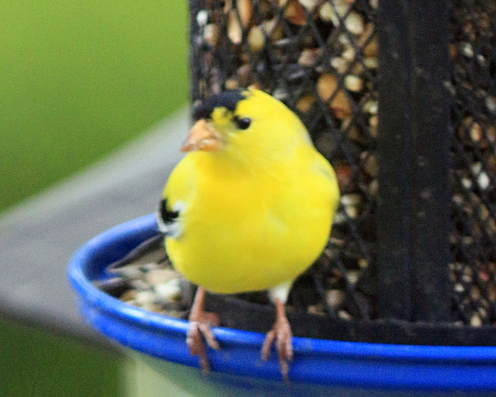 A male goldfinch looks away from the seeds on his feeder